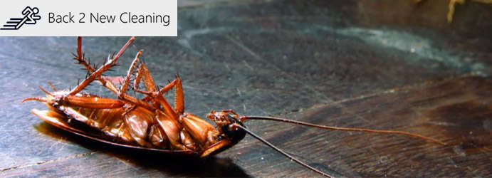 Cockroach Control Brisbane