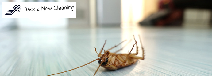 Cockroach Extermination