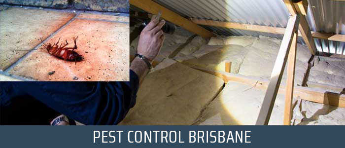 Pest Control Brisbane