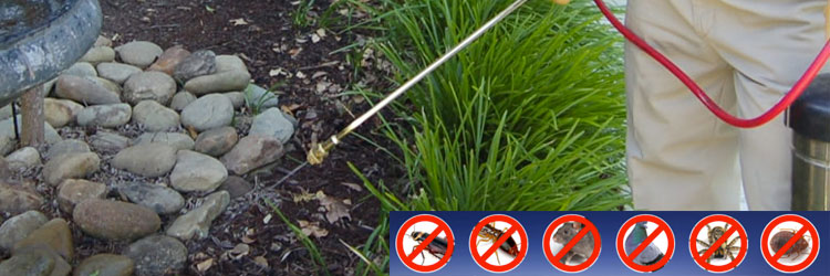 Expert Pest Control Services Brisbane
