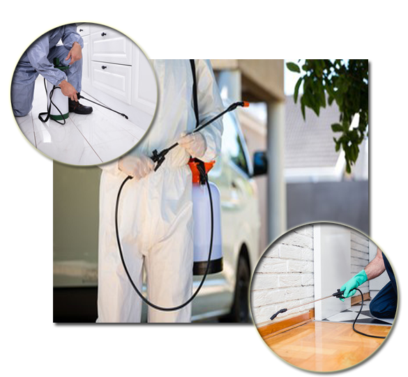 Pest Control Brisbane