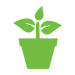 Pot Plant