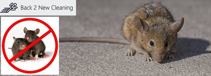 Rat Control Brisbane