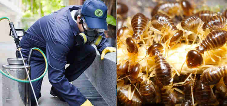 Professional Pest Control Brisbane